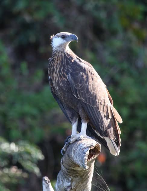 Ankarafantsika National Park