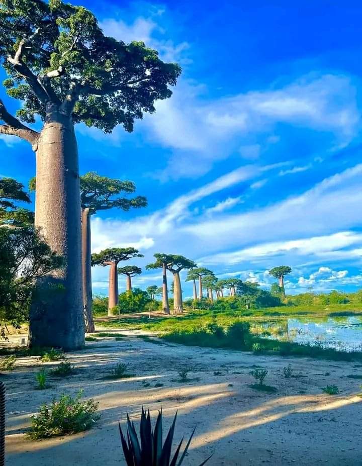 Avenue of the Baobabs