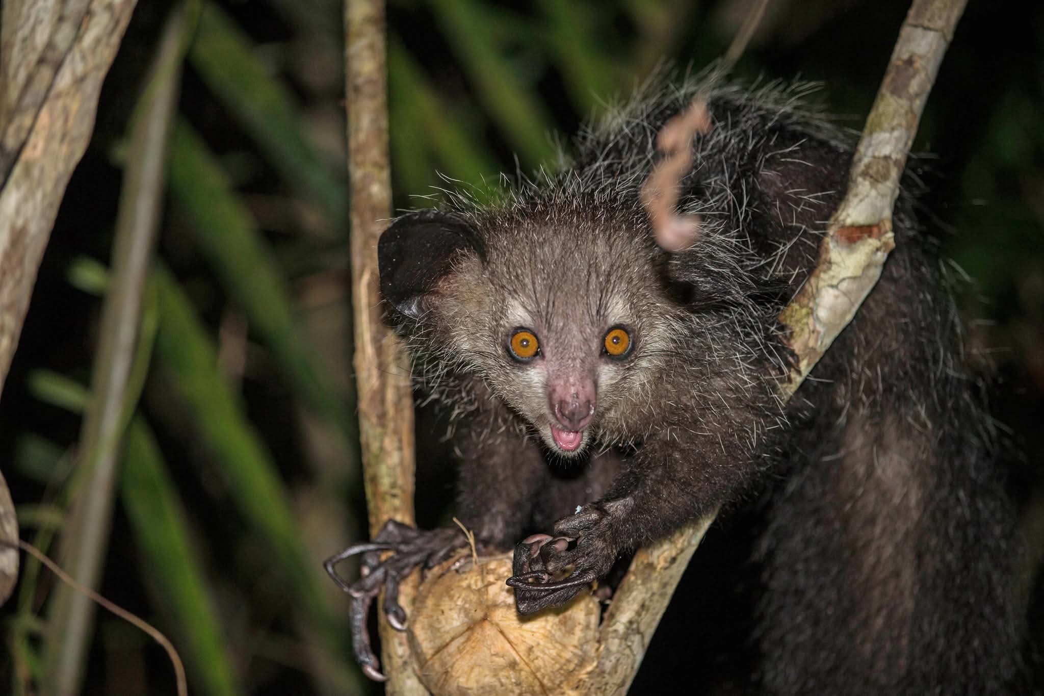 Palmarium Reserve